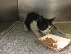 Shelter Stray Male Cat last seen Near BLOCK CROSS ST, RIVERSIDE CA, 6851 Van Buren Boulevard, Jurupa Valley, CA 92509, USA