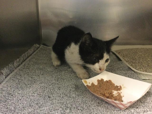Shelter Stray Male Cat last seen Near BLOCK CROSS ST, RIVERSIDE CA, 6851 Van Buren Boulevard, Jurupa Valley, CA 92509, USA