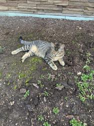 Found/Stray Unknown Cat last seen Wehr Rd and Cari Adam Rd New Berlin Wi, New Berlin, WI 53146