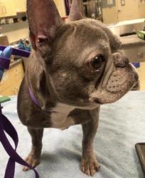 Shelter Stray Female Dog last seen MAGNOLIA AVE/ MYERS ST, RIVERSIDE CA, 6851 Van Buren Boulevard, Jurupa Valley, CA 92509, USA