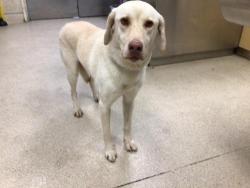 Shelter Stray Male Dog last seen MAGNOLIA AVE/ MYERS ST, RIVERSIDE CA, 6851 Van Buren Boulevard, Jurupa Valley, CA 92509, USA
