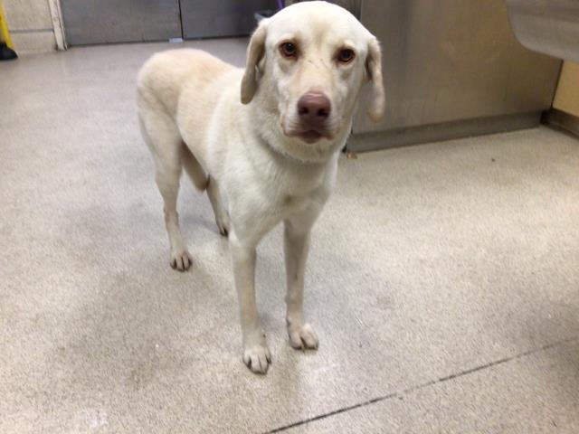 Shelter Stray Male Dog last seen MAGNOLIA AVE/ MYERS ST, RIVERSIDE CA, 6851 Van Buren Boulevard, Jurupa Valley, CA 92509, USA