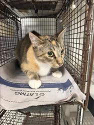 Shelter Stray Female Cat last seen , 14409 Vanowen St, Van Nuys, CA 91405, USA