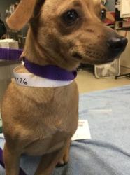 Shelter Stray Female Dog last seen Near BLOCK BENECIA DR, RIVERSIDE CA, 6851 Van Buren Boulevard, Jurupa Valley, CA 92509, USA