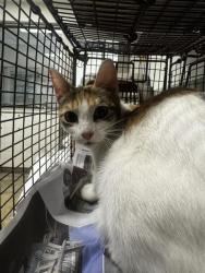 Shelter Stray Female Cat last seen , 14409 Vanowen St, Van Nuys, CA 91405, USA