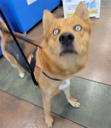 Shelter Stray Male Dog last seen , 14409 Vanowen St, Van Nuys, CA 91405, USA