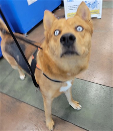 Shelter Stray Male Dog last seen , 14409 Vanowen St, Van Nuys, CA 91405, USA