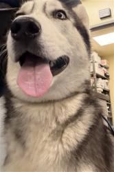 Shelter Stray Male Dog last seen Near BLOCK DEPAUL ST, PERRIS CA 92571, 581 S Grand Ave, San Jacinto, CA 92582, USA