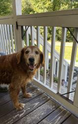 Reunited Male Dog last seen Dennis Rd and Hwy 311, Walnut Cove, NC 27052
