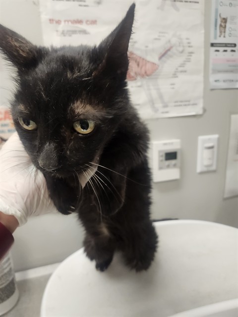 Shelter Stray Male Cat last seen Near BLOCK CAMELIA DR, PERRIS CA 92571, 581 S Grand Ave, San Jacinto, CA 92582, USA
