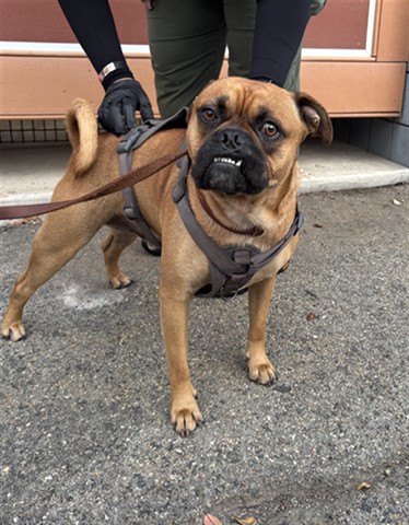 Shelter Stray Male Dog last seen LINCOLN / PICO, 1640 9th St, Santa Monica, CA 90404, USA