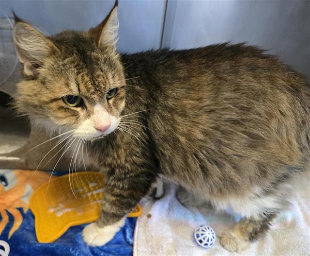 Shelter Stray Male Cat last seen , 600 Aviation Dr, Camarillo, CA 93010, USA