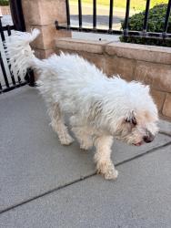Found/Stray Male Dog last seen Behind Stator Brothers, San Bernardino, CA 92407