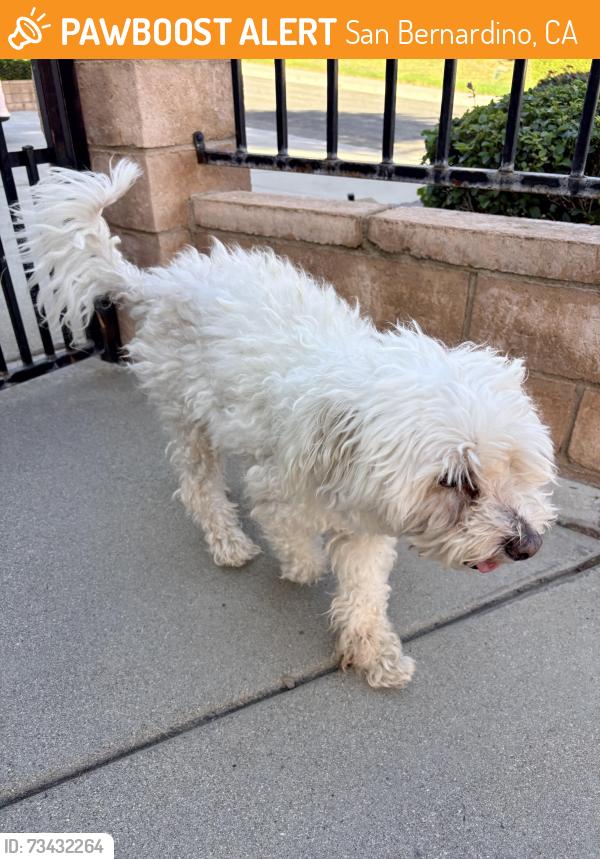 Found/Stray Male Dog last seen Behind Stator Brothers, San Bernardino, CA 92407