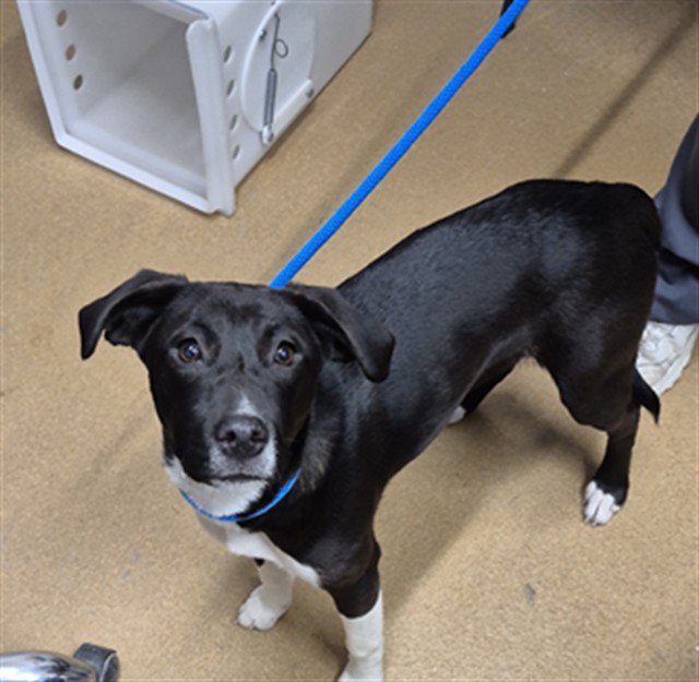 Shelter Stray Female Dog last seen COTTLEVILLE, 4850 Mid Rivers Mall Dr, St Peters, MO 63376, USA