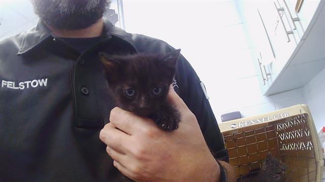 Shelter Stray Male Cat last seen CHARLOTTE, 8315 Byrum Dr, Charlotte, NC 28217, USA