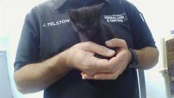 Shelter Stray Male Cat last seen CHARLOTTE, 8315 Byrum Dr, Charlotte, NC 28217, USA