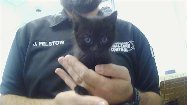 Shelter Stray Female Cat last seen CHARLOTTE, 8315 Byrum Dr, Charlotte, NC 28217, USA