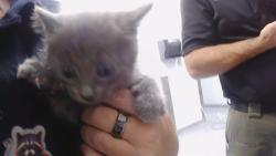 Shelter Stray Female Cat last seen CHARLOTTE, 8315 Byrum Dr, Charlotte, NC 28217, USA