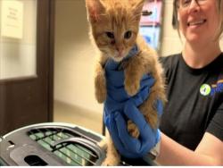 Shelter Stray Male Cat last seen OLD NC 10, 1601 Eubanks Rd, Chapel Hill, NC 27516, USA