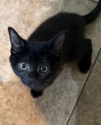 Shelter Stray Female Cat last seen BARROS DR & E LEVEE RD, 2127 Front St, Sacramento, CA 95818, USA