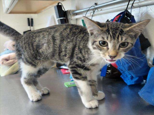Shelter Stray Male Cat last seen N G ST AND BASELINE, 333 Chandler Pl, San Bernardino, CA 92408, USA