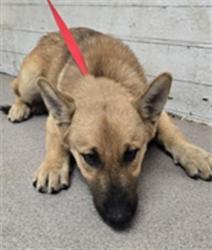 Shelter Stray Male Dog last seen SANTA ANA X BANANA, 333 Chandler Pl, San Bernardino, CA 92408, USA