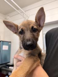 Shelter Stray Male Dog last seen ARDEN AVE X PACIFIC ST, 333 Chandler Pl, San Bernardino, CA 92408, USA