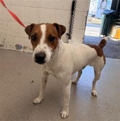 Shelter Stray Male Dog last seen W 5TH ST & N H ST, SAN BERNARDINO, CA, 92410, USA, 333 Chandler Pl, San Bernardino, CA 92408, USA