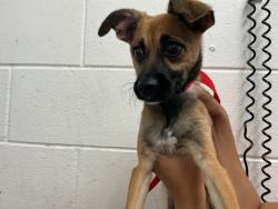 Shelter Stray Male Dog last seen Near BLOCK E CARNEGIE DR, 333 Chandler Pl, San Bernardino, CA 92408, USA