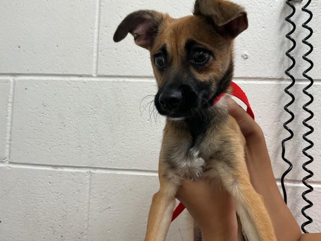 Shelter Stray Male Dog last seen Near BLOCK E CARNEGIE DR, 333 Chandler Pl, San Bernardino, CA 92408, USA