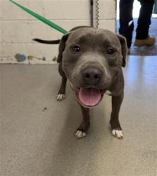 Shelter Stray Male Dog last seen GRAND TERRACE HIGH SCHOOL, 333 Chandler Pl, San Bernardino, CA 92408, USA