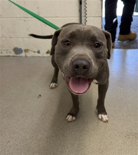 Shelter Stray Male Dog last seen GRAND TERRACE HIGH SCHOOL, 333 Chandler Pl, San Bernardino, CA 92408, USA