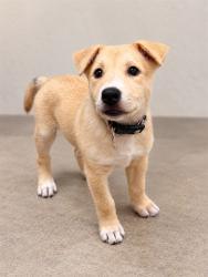 Shelter Stray Female Dog last seen , 38550 Sierra Hwy, Palmdale, CA 93550, USA