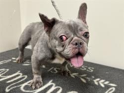Shelter Stray Female Dog last seen , 38550 Sierra Hwy, Palmdale, CA 93550, USA