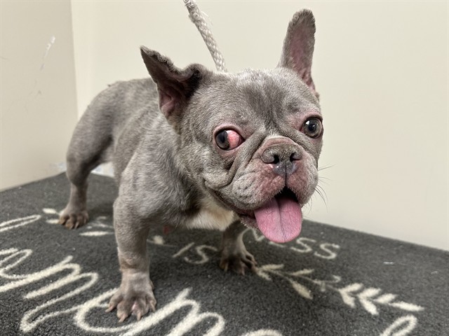 Shelter Stray Female Dog last seen , 38550 Sierra Hwy, Palmdale, CA 93550, USA