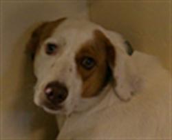 Shelter Stray Female Dog last seen LAUREL AVE/27TH-SF, 232 Eslinger Way, Sanford, FL 32773, USA