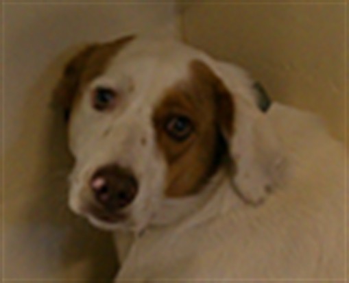 Shelter Stray Female Dog last seen LAUREL AVE/27TH-SF, 232 Eslinger Way, Sanford, FL 32773, USA