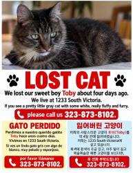 Lost Male Cat last seen Victoria Ave. between Pico and 12th St., Los Angeles, CA 90019