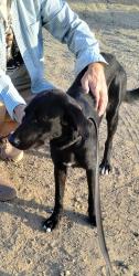 Found/Stray Female Dog last seen 30th Street, Rosamond, CA 93560