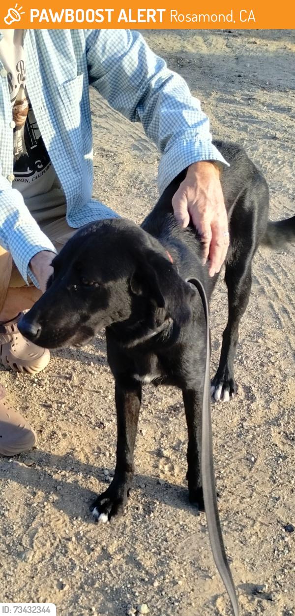 Found/Stray Female Dog last seen 30th Street, Rosamond, CA 93560