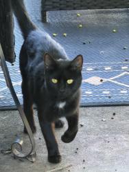 Found/Stray Unknown Cat last seen near 220 bypass, Level Cross, NC 27317