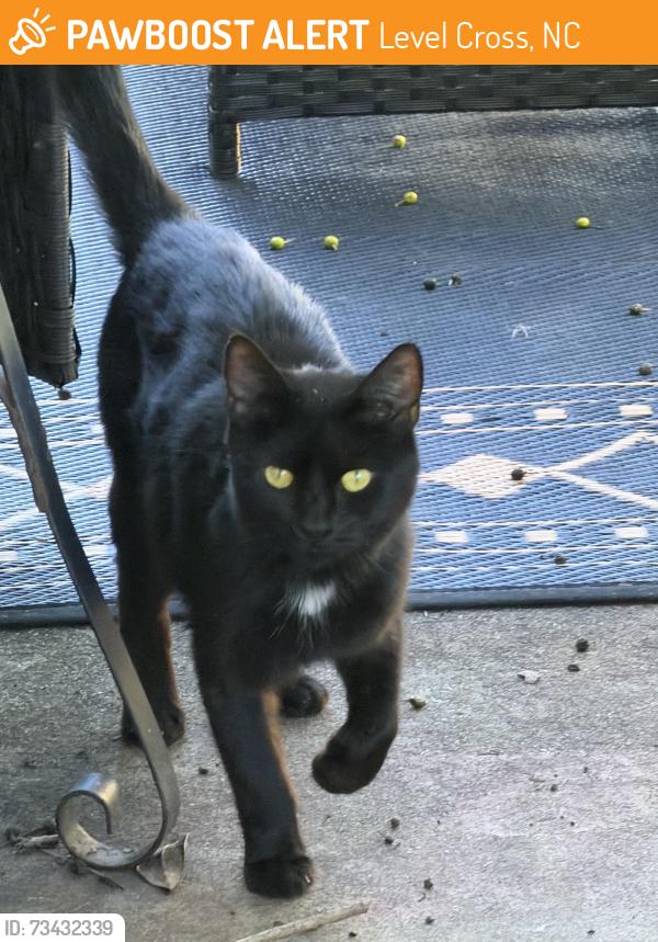 Found/Stray Unknown Cat last seen near 220 bypass, Level Cross, NC 27317