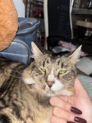 Reunited Male Cat last seen north street extension, feeding hills ma 01030, Agawam, MA 01030