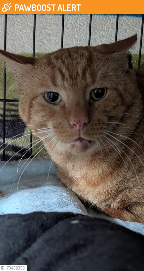 Found/Stray Unknown Cat last seen Bever, Upper Darby Township, PA 19082
