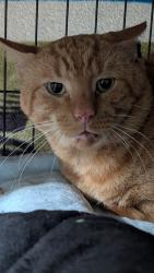 Found/Stray Unknown Cat last seen Bever, Upper Darby Township, PA 19082