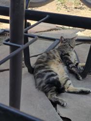 Lost Male Cat last seen East Linvale/Amherst/Bates, Aurora, CO 80013