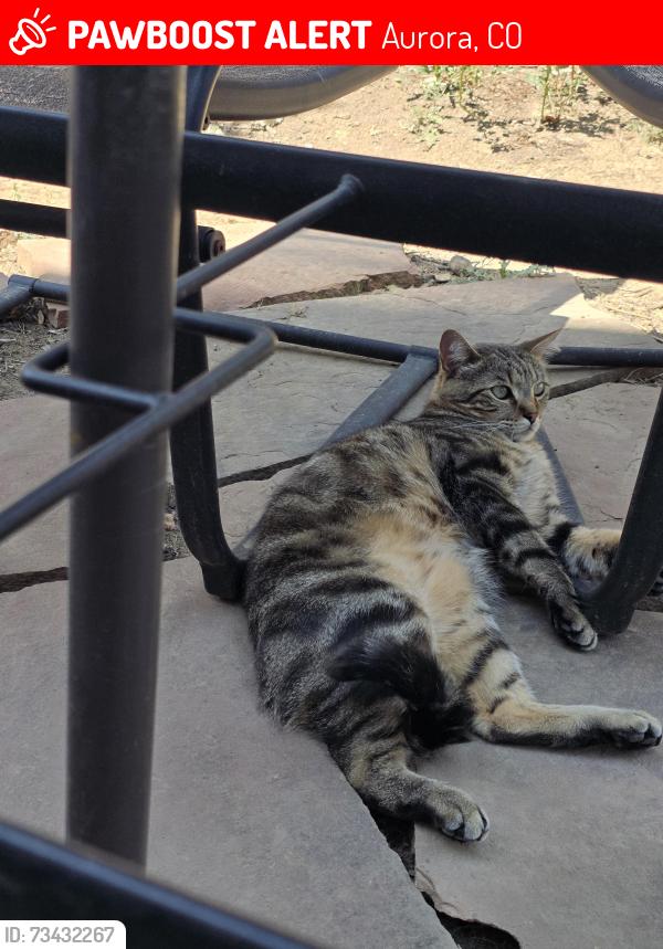 Lost Male Cat last seen East Linvale/Amherst/Bates, Aurora, CO 80013