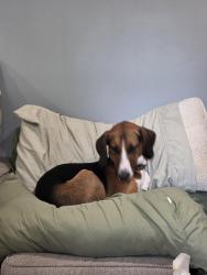 Reunited Male Dog last seen Twelveoaks road and Ohara, Midlothian, VA 23112