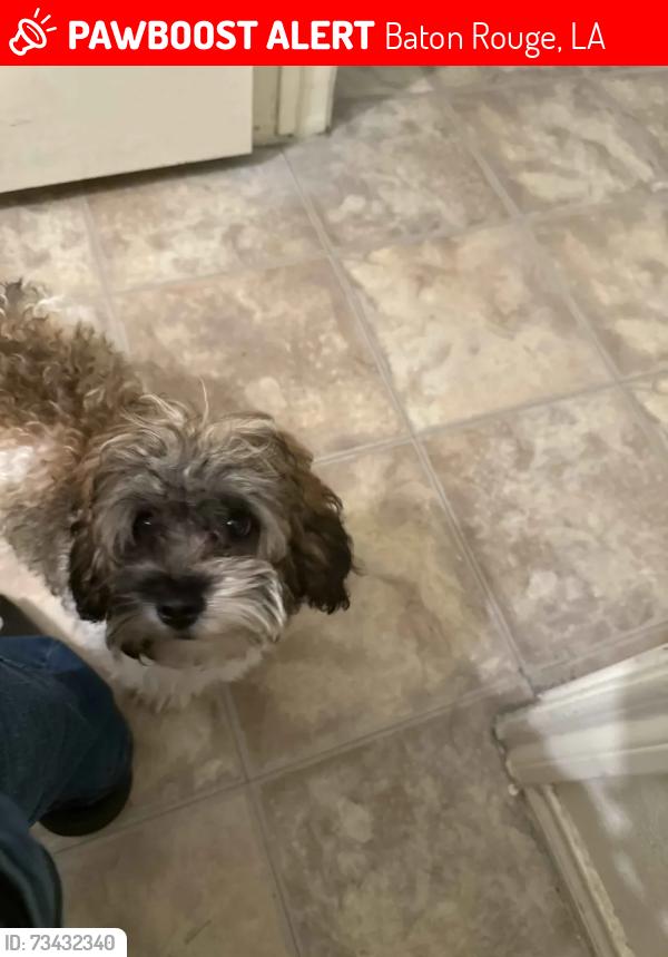 Lost Male Dog last seen ExxonMobil Baton Rouge Chemical North, Baton Rouge, LA 70805